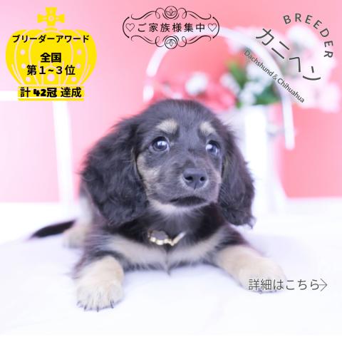 カニヘンダックスフンド ロング