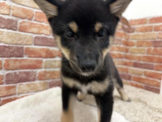 豆柴犬