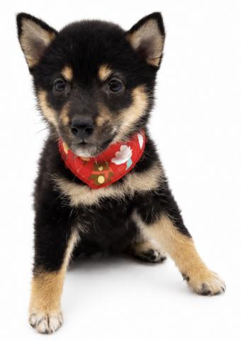 柴犬