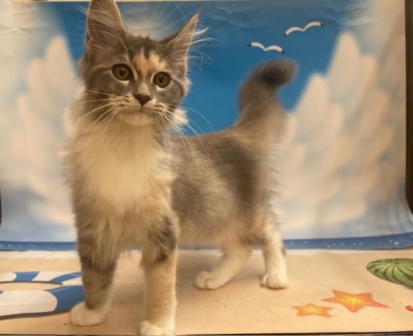 メインクーン
