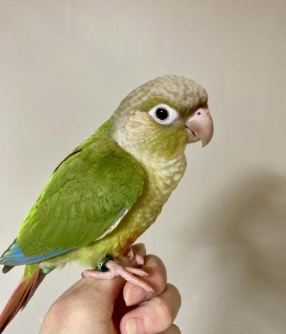 ウロコインコ