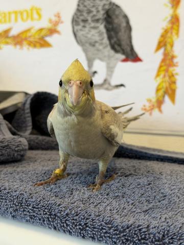 オカメインコ