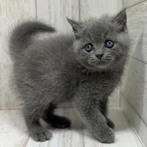 ブリティッシュショートヘア