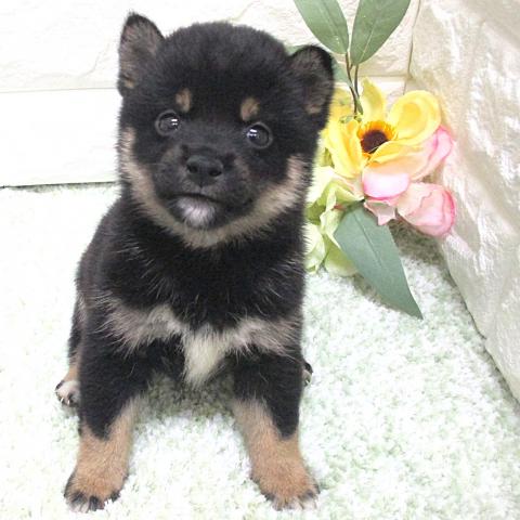 柴犬豆柴