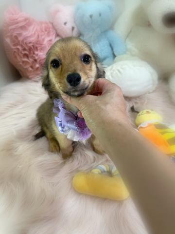 MIXチワックス