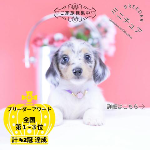 ミニチュアダックスフンド　ロング