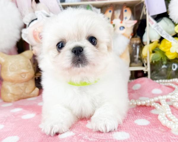 ペキニーズ