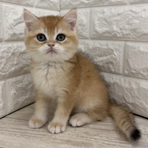 ブリティッシュショートヘア