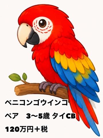ベニコンゴウインコ