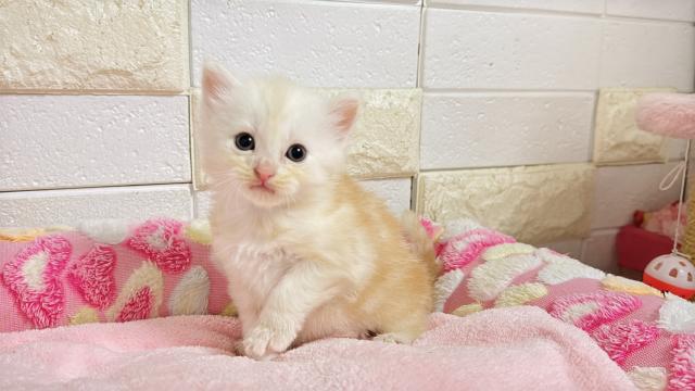 マンチカン(短足)