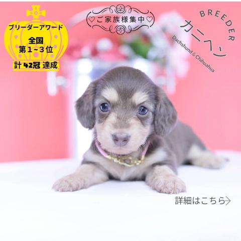 カニヘンダックスフンド ロング