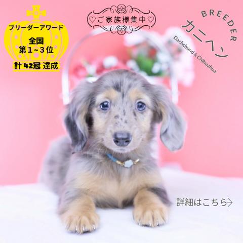 カニヘンダックスフンド　ロング