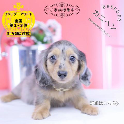 カニヘンダックスフンド　ロング