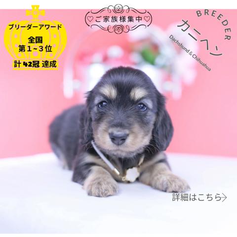 カニヘンダックスフンド ロング
