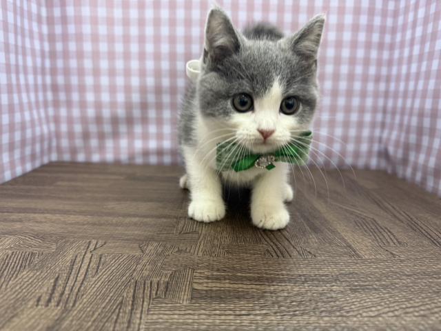 ブリティッシュショートヘア