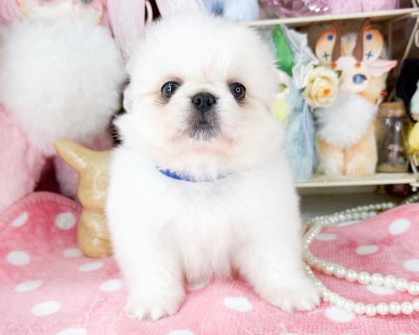 ペキニーズ