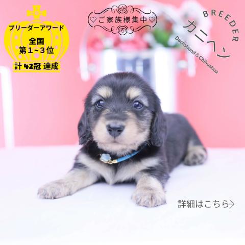 カニヘンダックスフンド ロング