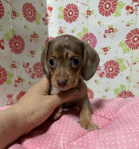 ミニチュアダックスフンド(スムース)