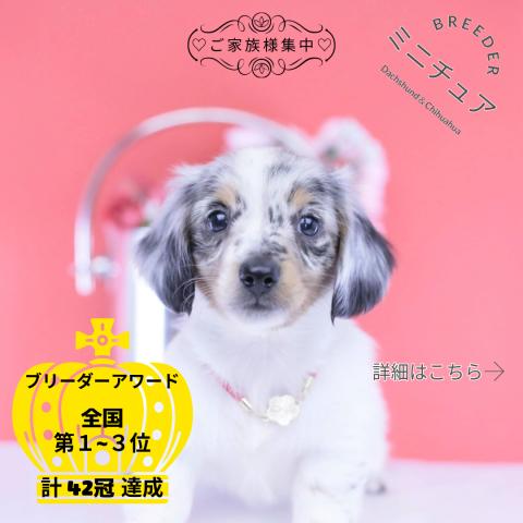 ミニチュアダックスフンド ロング