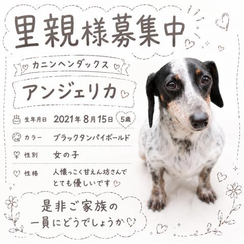 カニンヘンダックスフンド