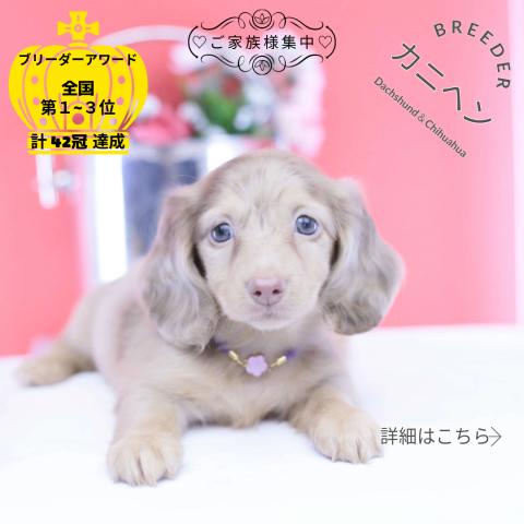 カニヘンダックスフンド　ロング