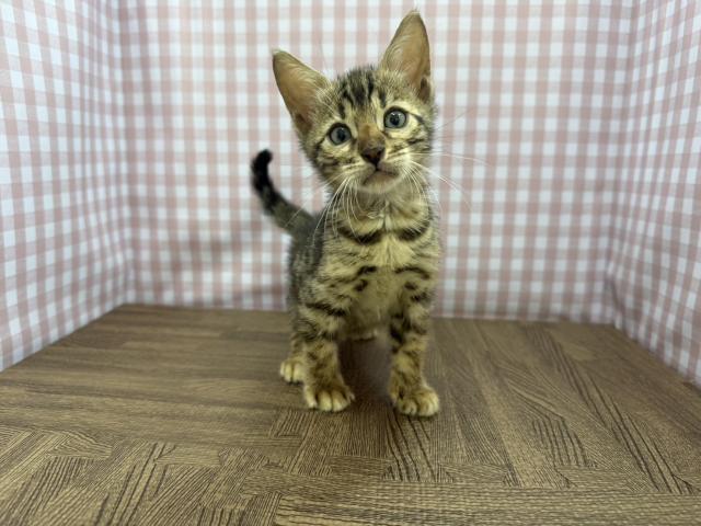 ベンガル