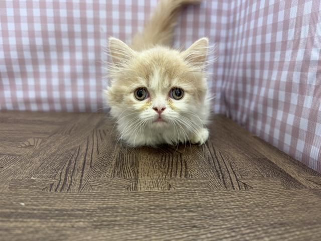 マンチカン