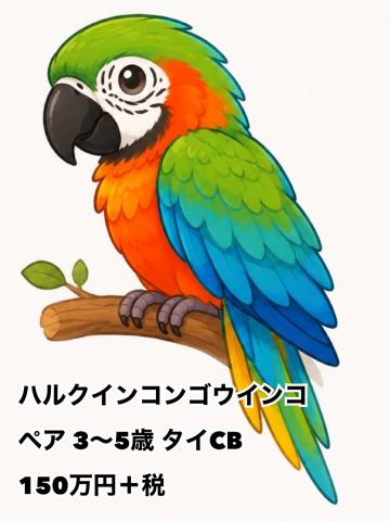 ハルクインコンゴウインコ