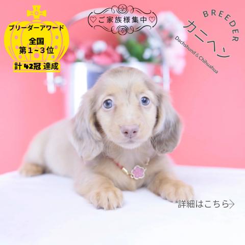カニヘンダックスフンド　ロング