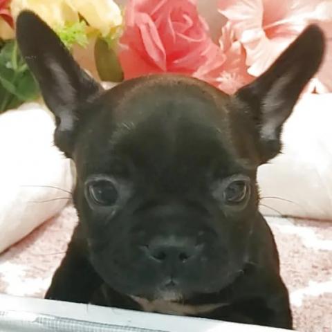フレンチブルドッグ