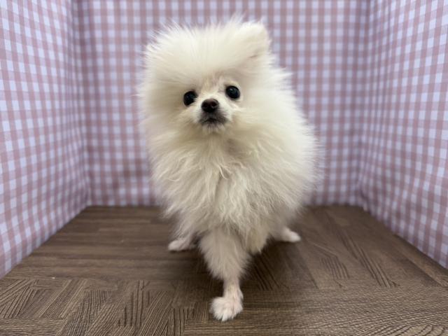 ポメラニアン