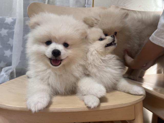 ポメラニアンの写真3