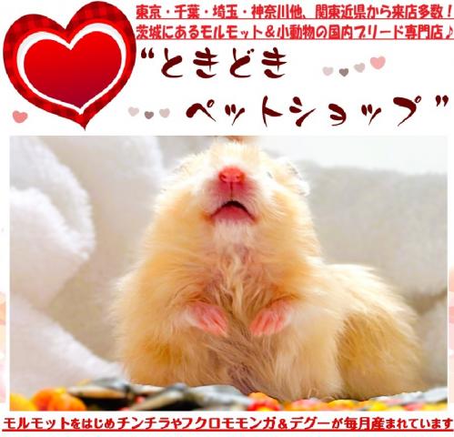ハムスター ゴールデンハムスター（キンクマハムスター）