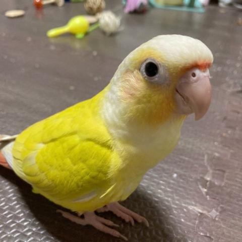 ウロコインコ