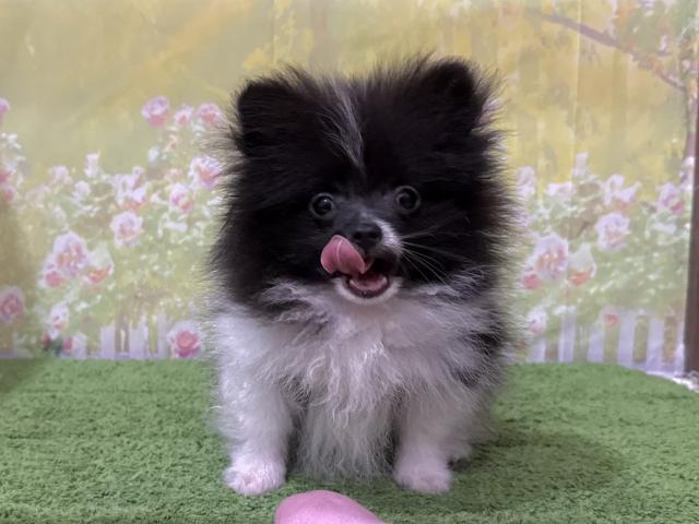 ポメラニアン