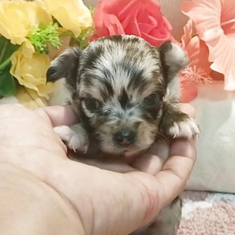 チワワ(ロング)