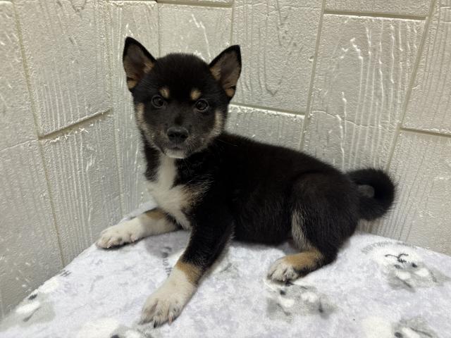柴犬豆タイプ