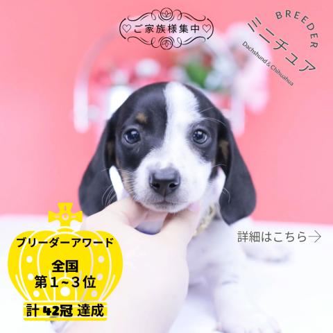 ミニチュアダックスフンド スムース