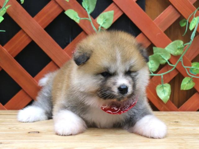 秋田犬