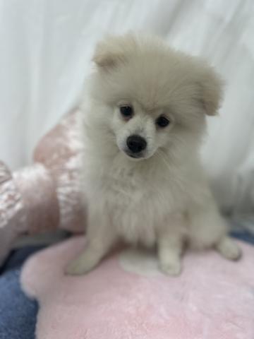 ポメラニアンの写真4