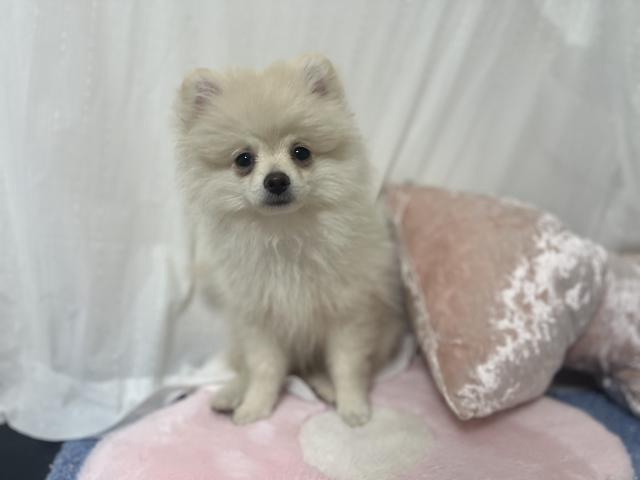 ポメラニアン