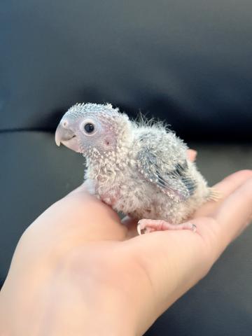 ウロコインコ 45