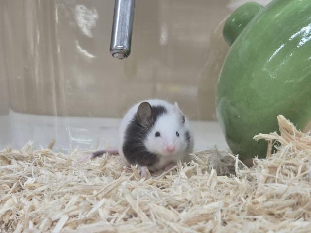 パンダマウス