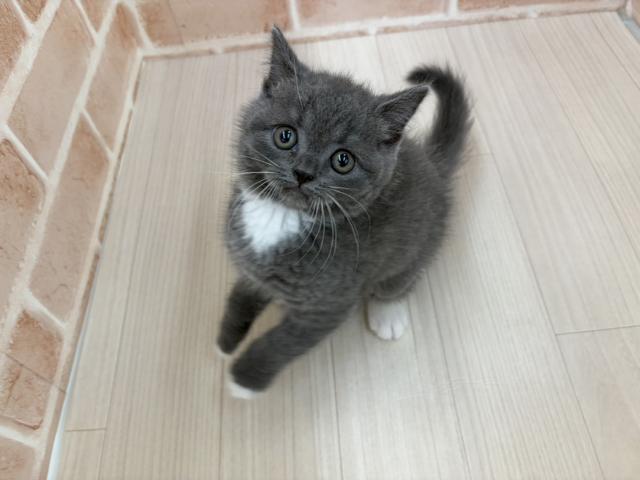 ブリティッシュショートヘア