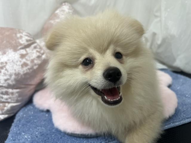 ポメラニアン