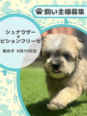 ミニチュアシュナウザー×ビションフリーゼ