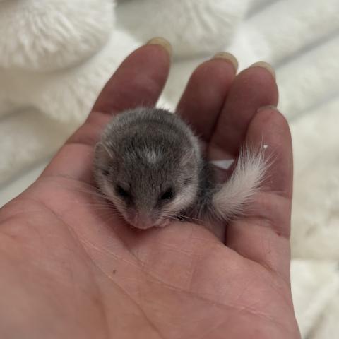 アフリカヤマネ