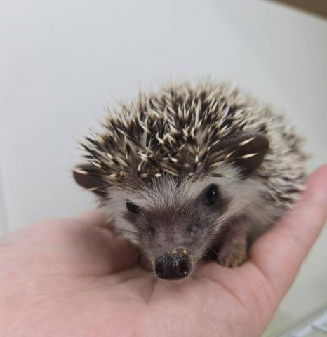 ハリネズミ