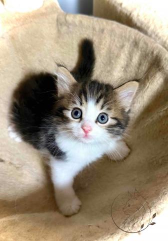 ノルウェージャンフォレストキャット