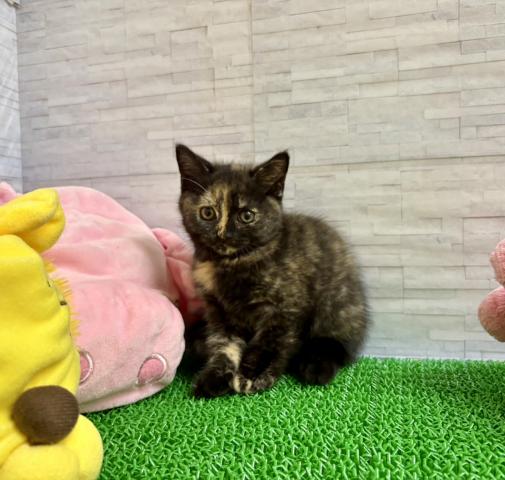 ブリティッシュショートヘア
